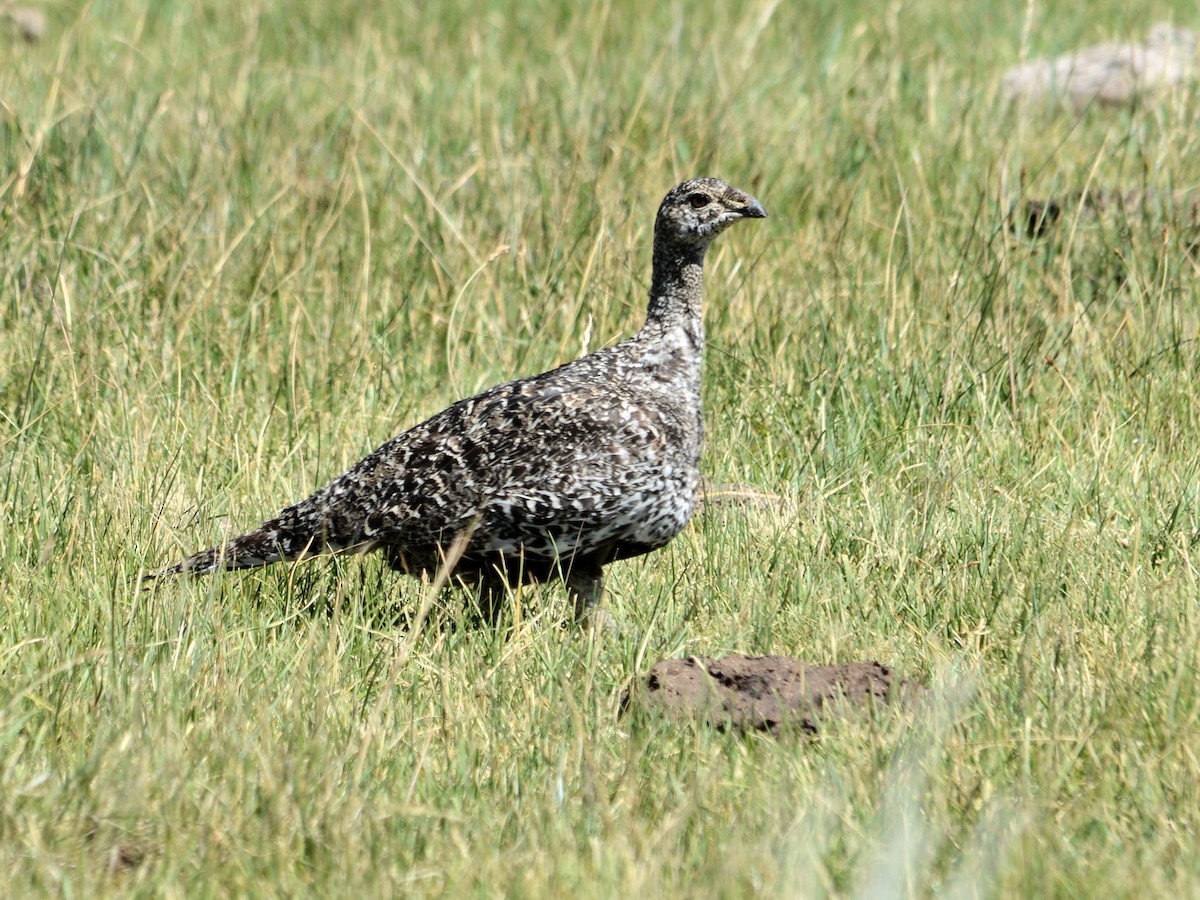 Greater Sage-Grouse - ML259019081