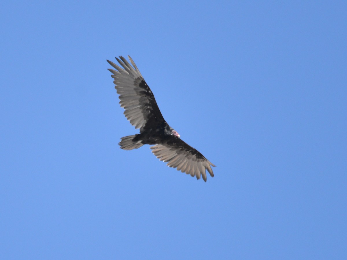 Turkey Vulture - ML259019111