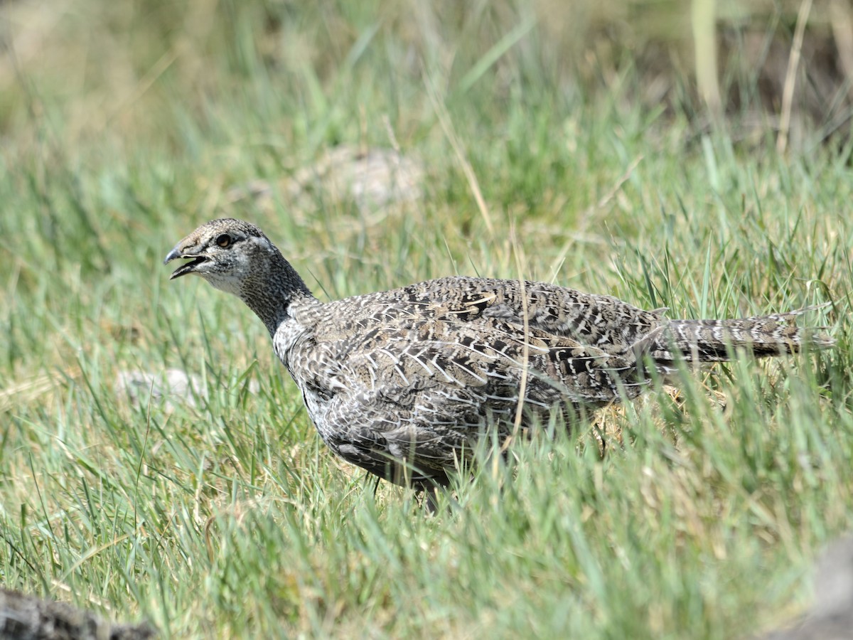 Greater Sage-Grouse - ML259019131