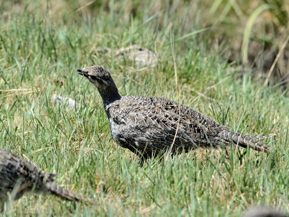 Greater Sage-Grouse - ML259019201