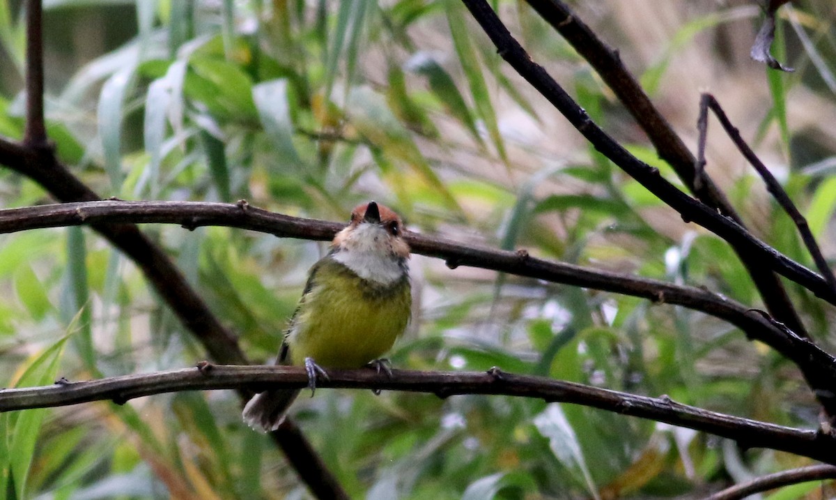Rufous-crowned Tody-Flycatcher - Jay McGowan