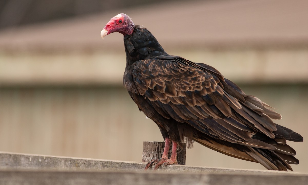 Turkey Vulture - ML259034861