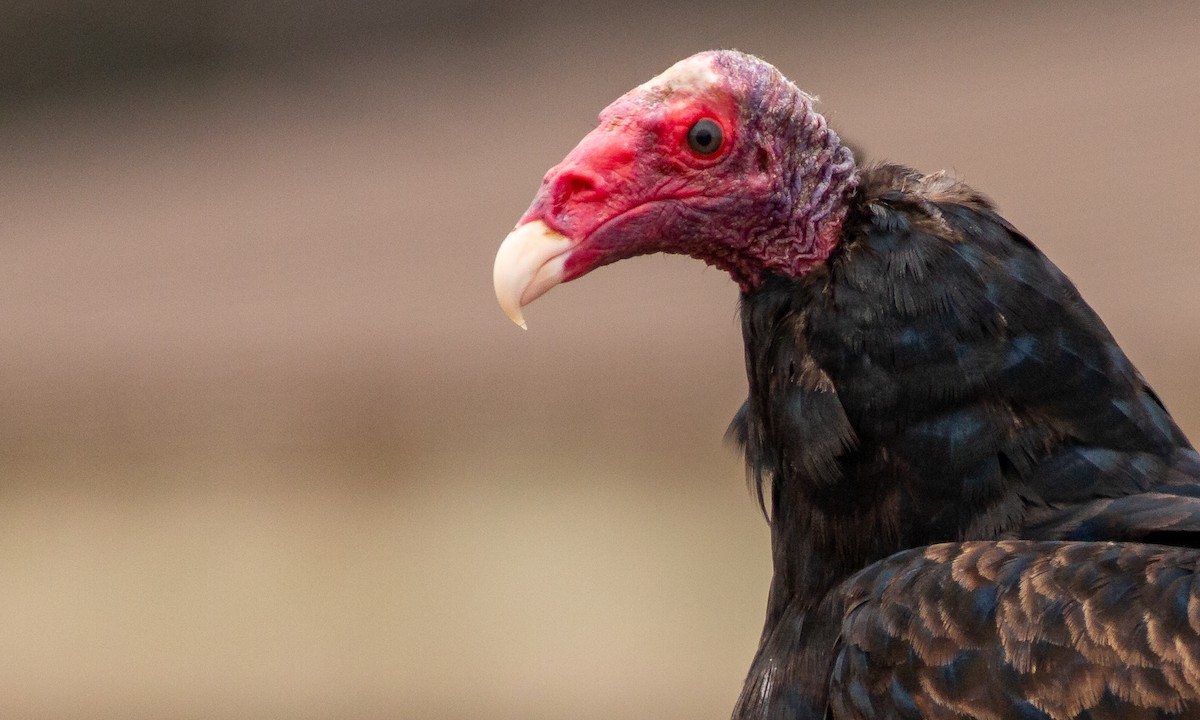 Turkey Vulture - ML259036951