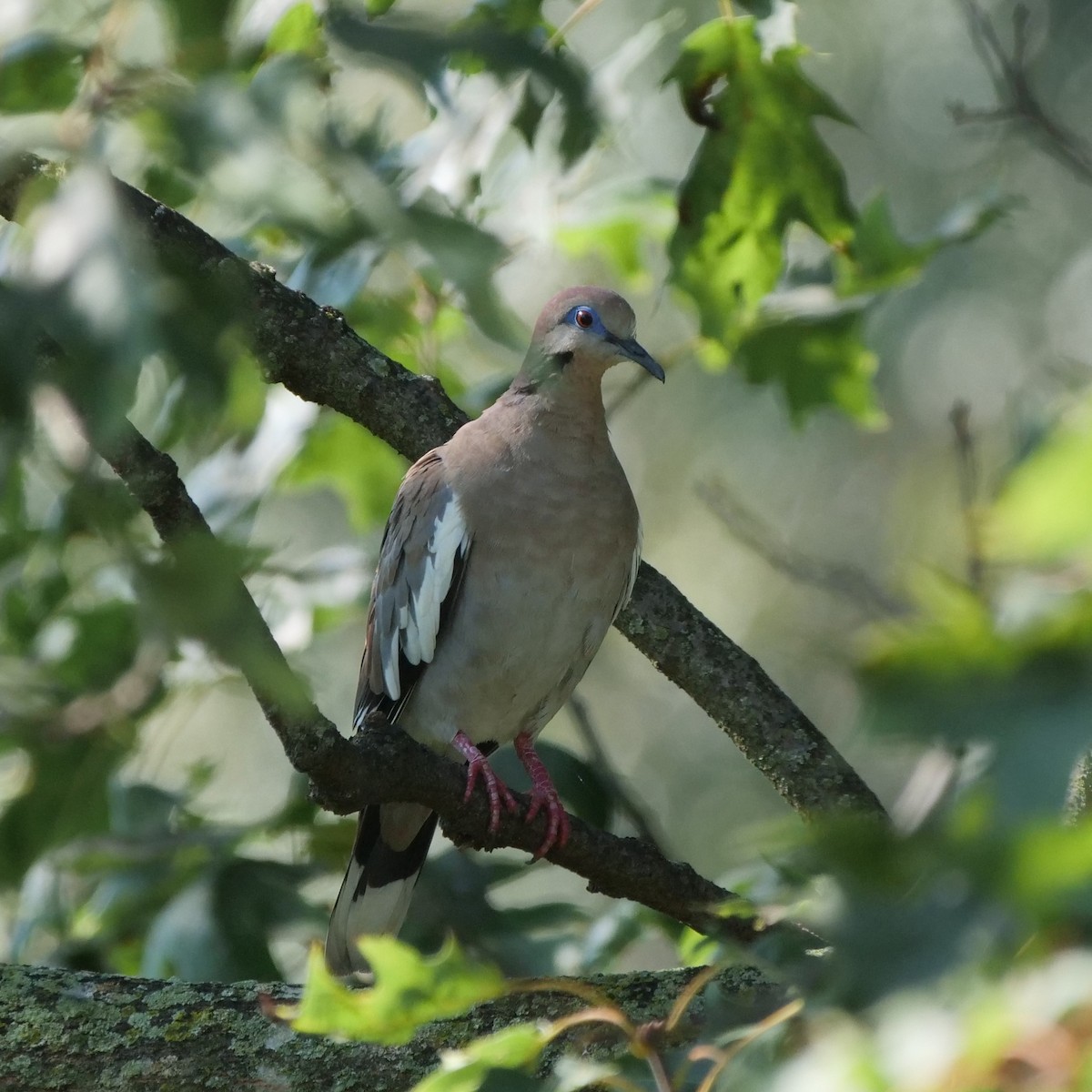 White-winged Dove - Mike Grant