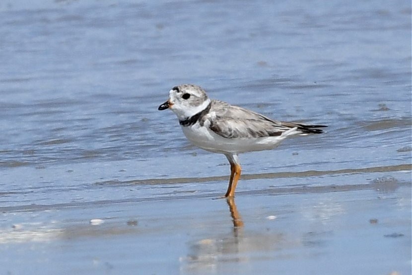 Piping Plover - ML259042731