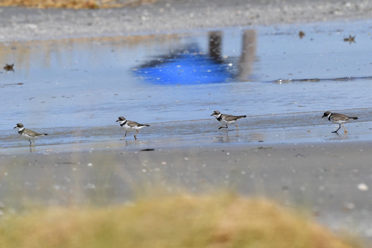 Semipalmated Plover - ML259042761