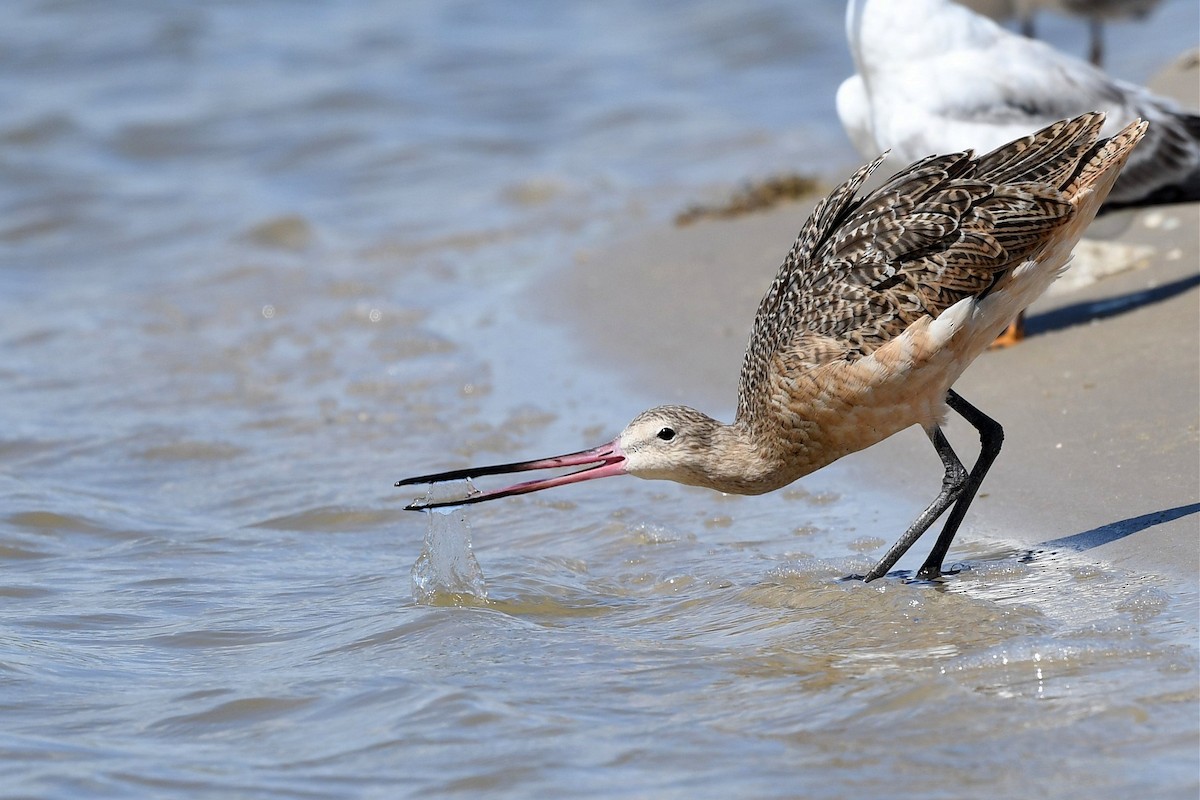 Marbled Godwit - Jerry Chen