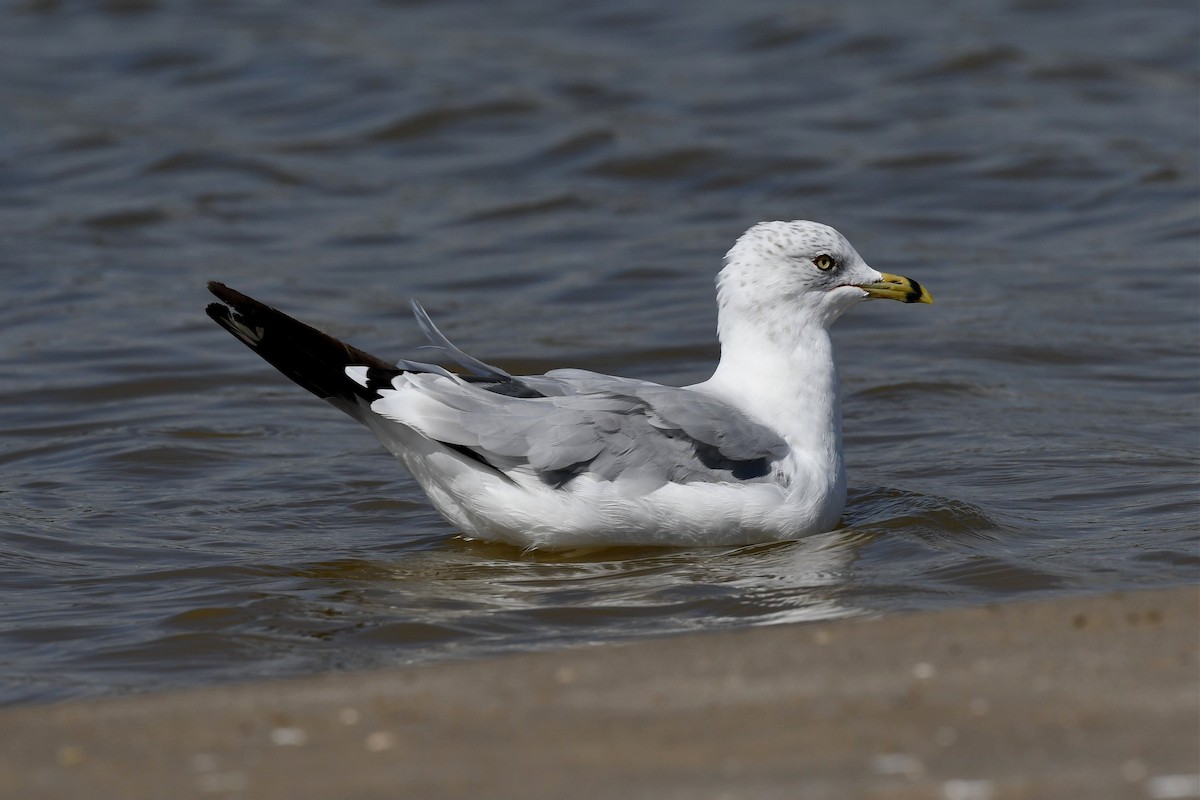 Ring-billed Gull - Jerry Chen