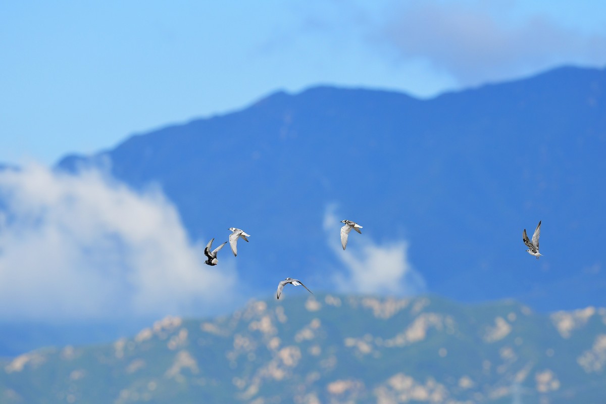 White-winged Tern - ML259043411