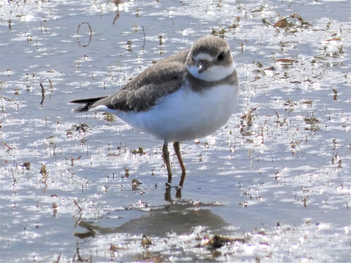 Semipalmated Plover - ML259044701