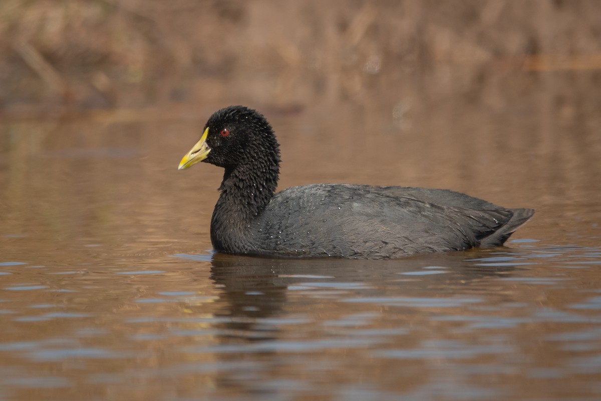 White-winged Coot - Pablo Re
