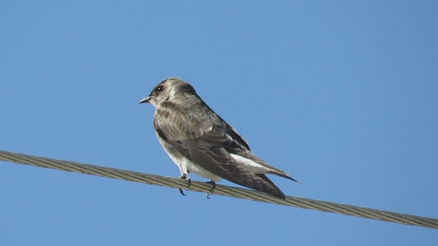 Brown-chested Martin (fusca) - ML259050081