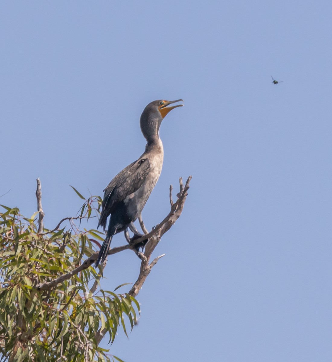 Double-crested Cormorant - Maury Swoveland