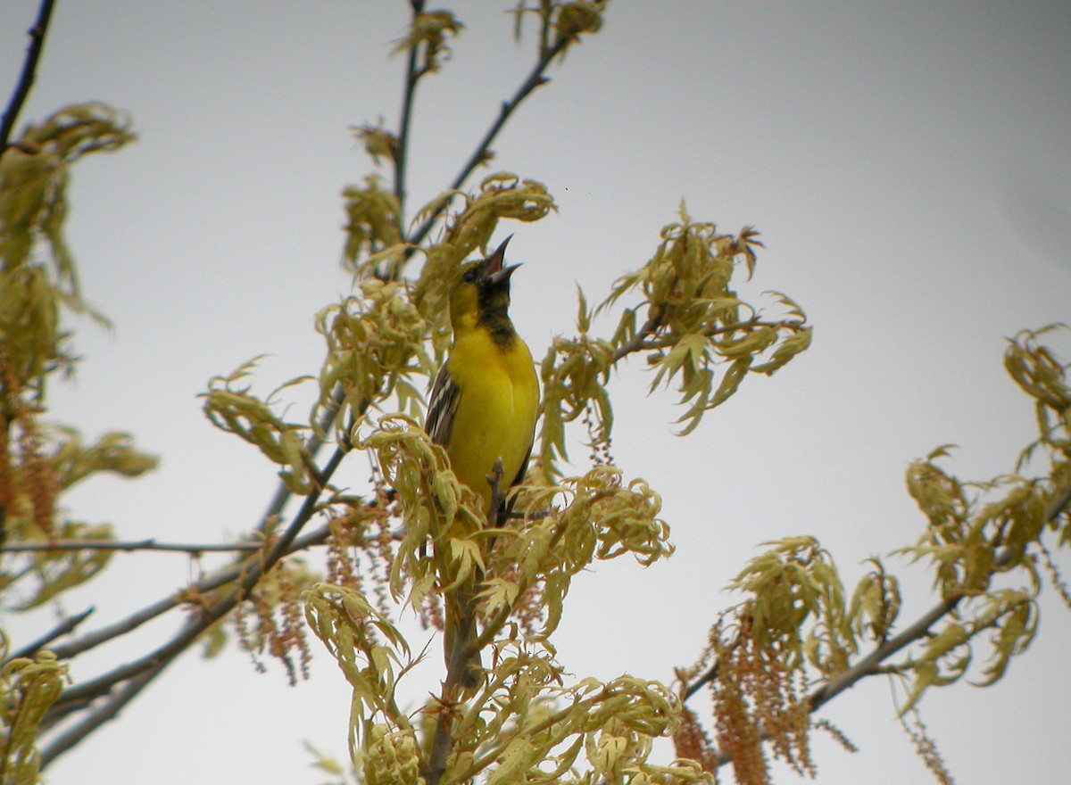 Orchard Oriole - ML259060981