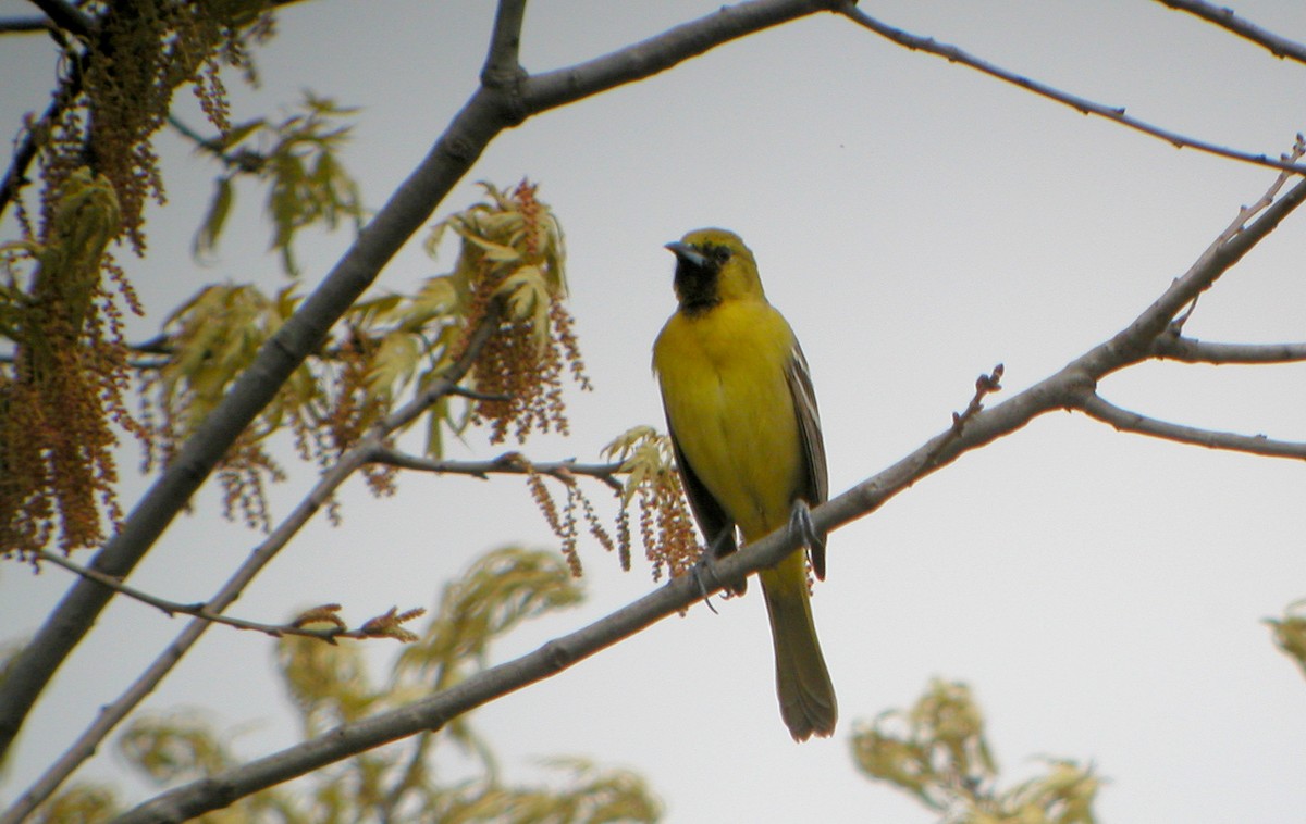 Orchard Oriole - ML259061001