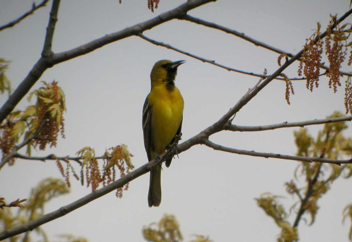 Orchard Oriole - ML259061021