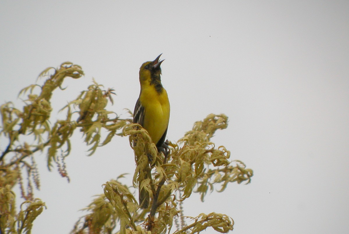 Orchard Oriole - ML259061051