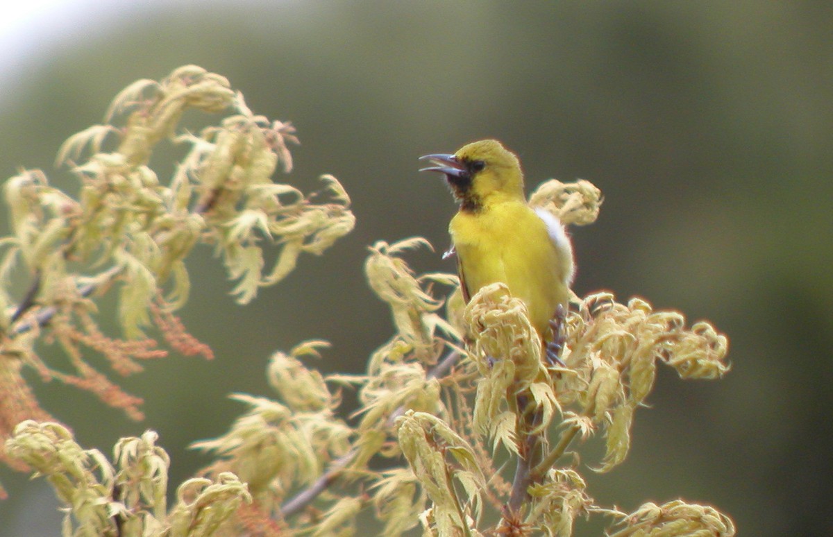 Orchard Oriole - ML259061081