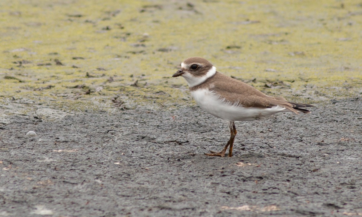Semipalmated Plover - ML259063581