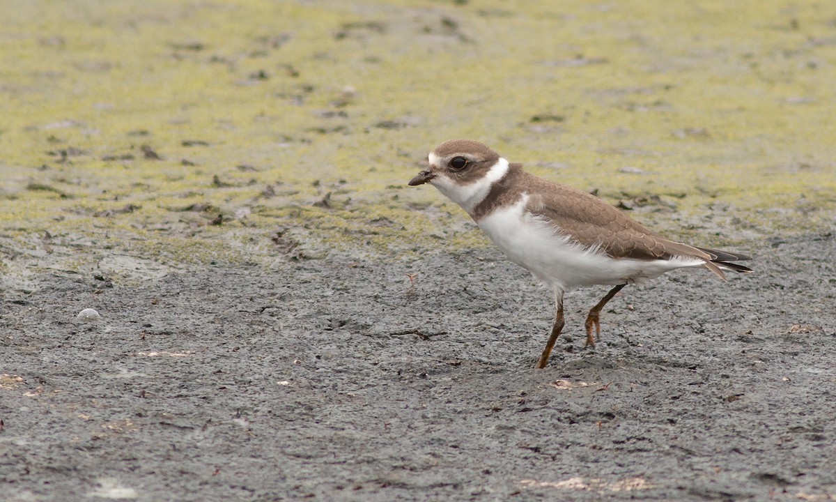 Semipalmated Plover - ML259063641