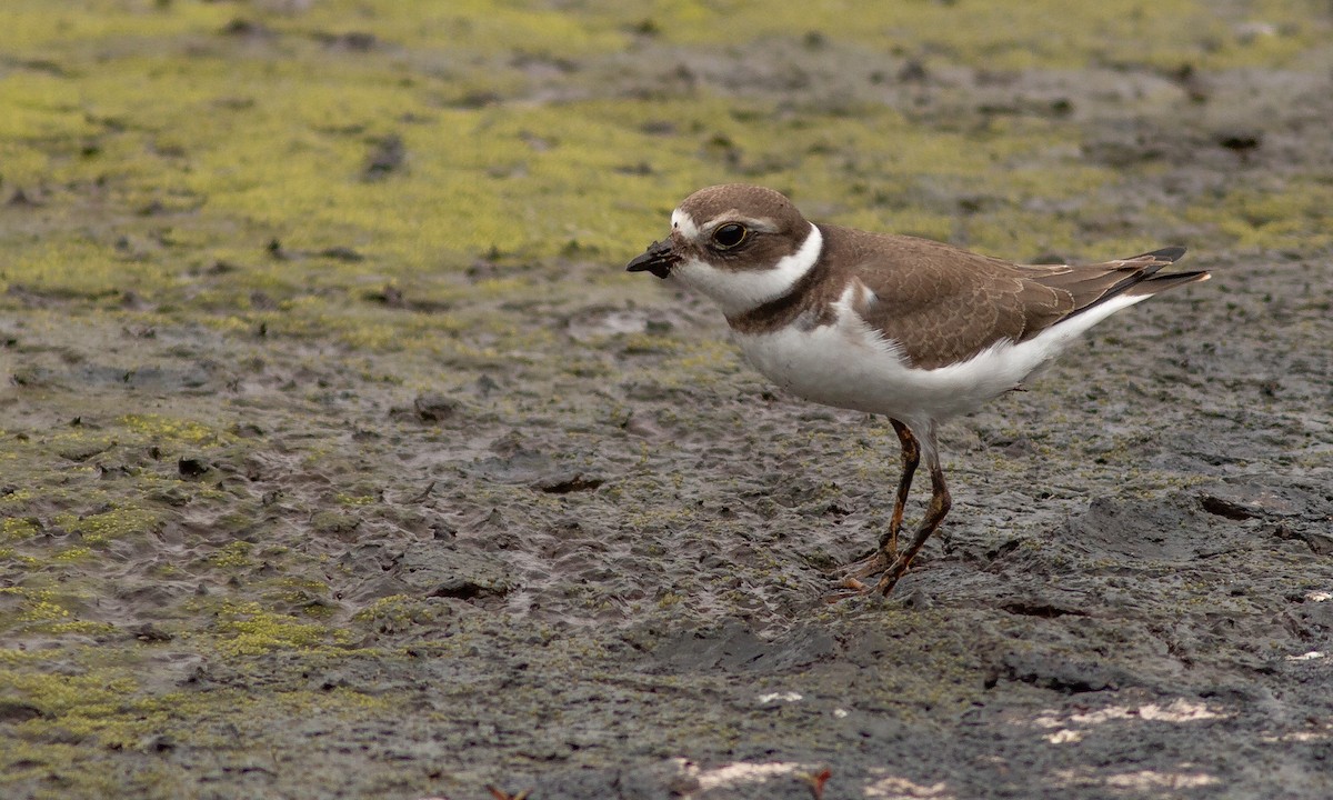 Semipalmated Plover - ML259063671