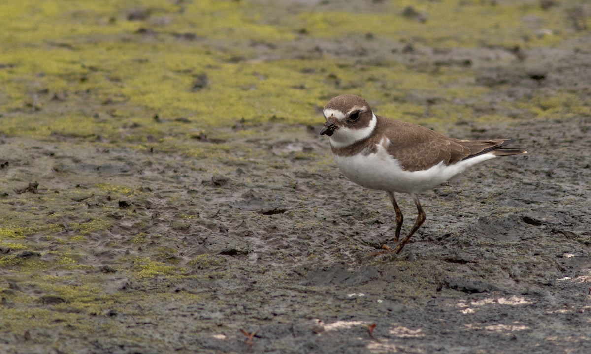 Semipalmated Plover - ML259063691