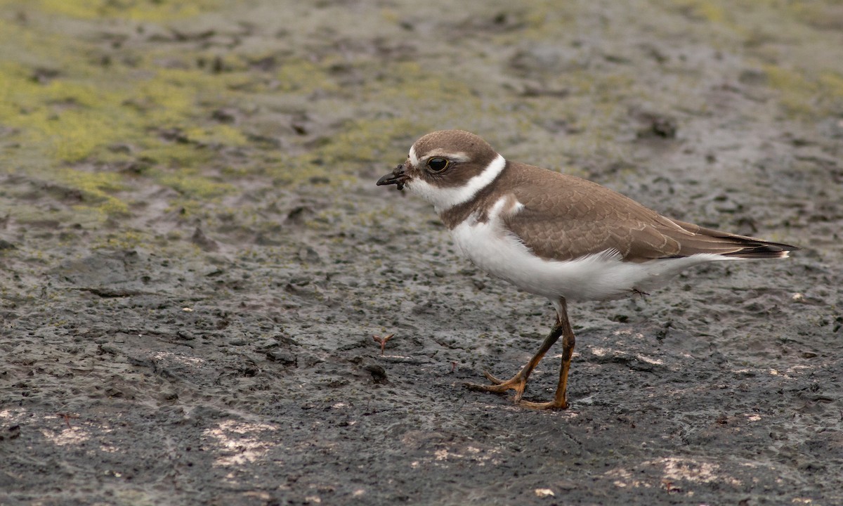 Semipalmated Plover - ML259063711