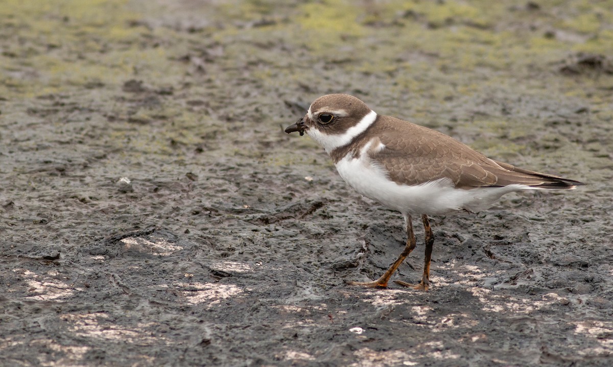 Semipalmated Plover - ML259063721