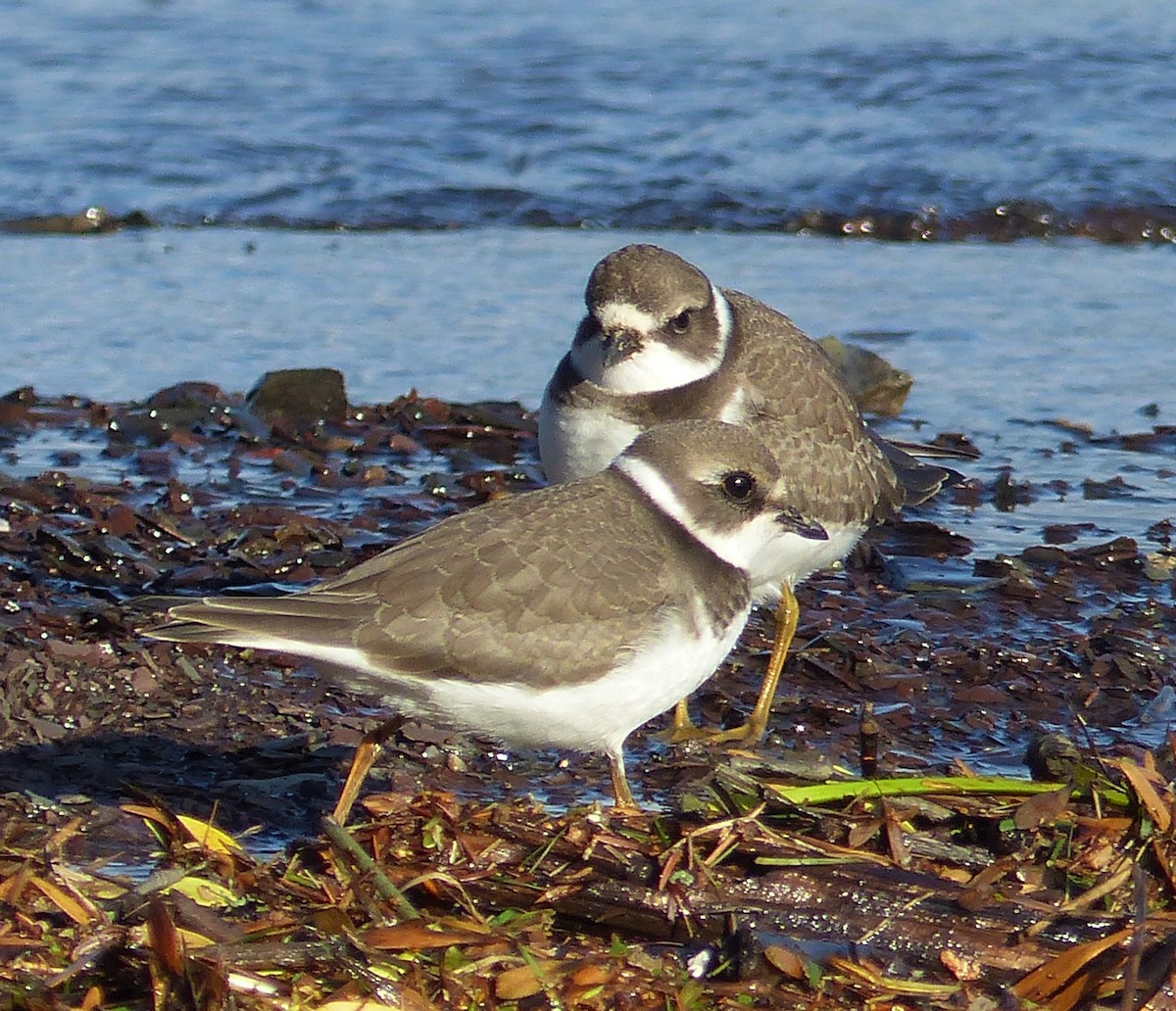 Semipalmated Plover - ML259064061