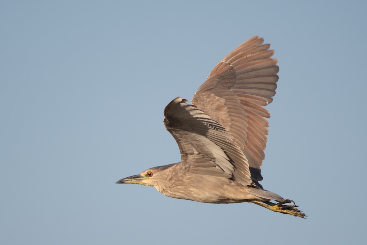 Black-crowned Night Heron - ML259066771