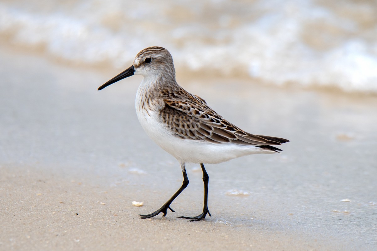 Western Sandpiper - Perry Doggrell