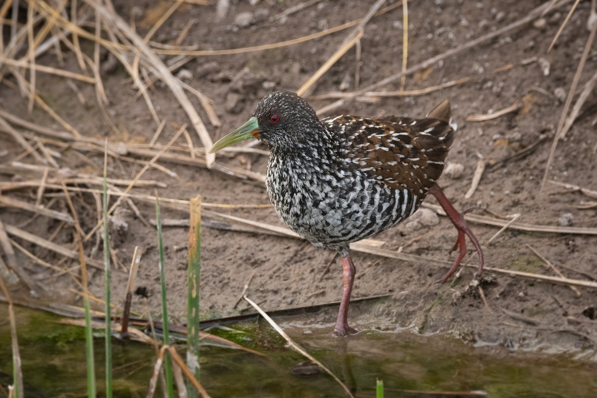Spotted Rail - ML259068801