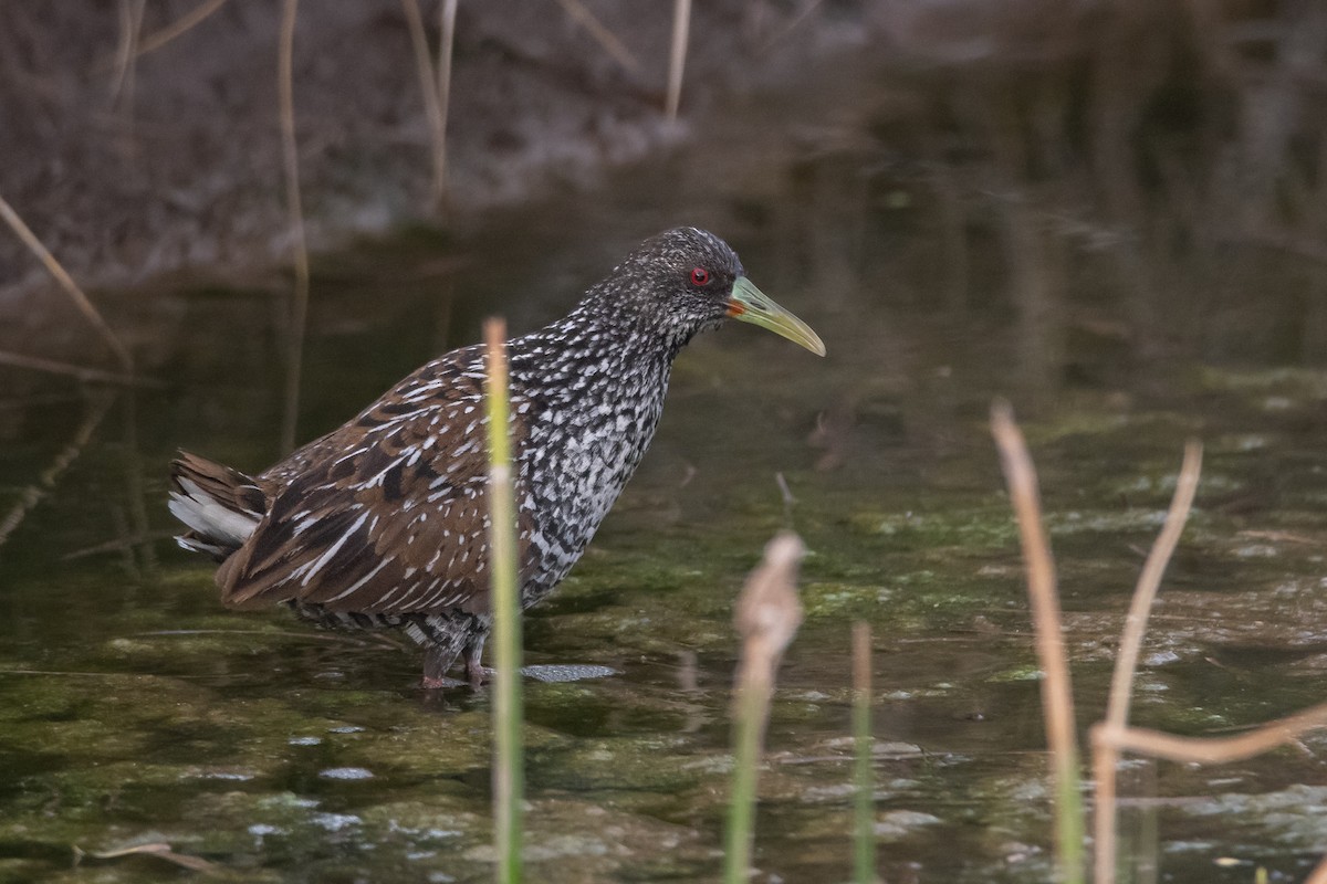 Spotted Rail - ML259068851