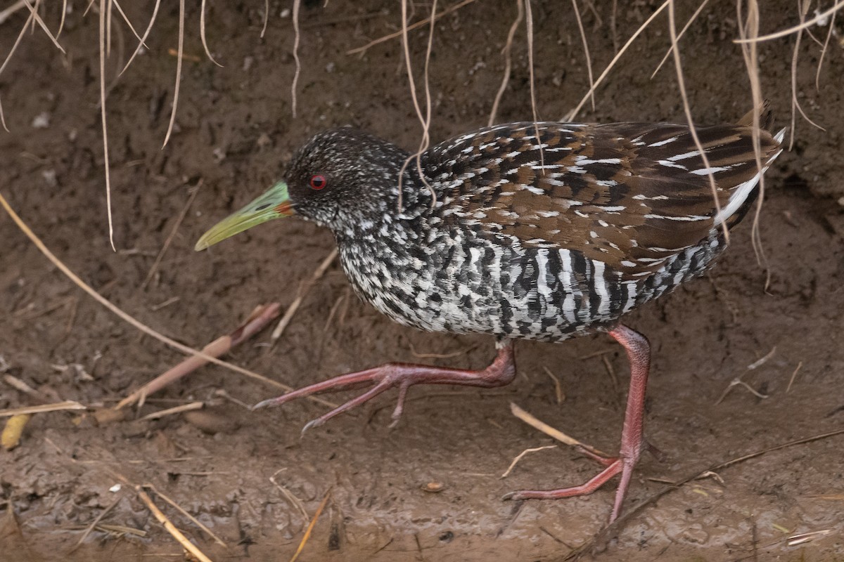 Spotted Rail - ML259068891