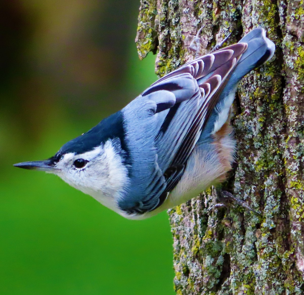 White-breasted Nuthatch - ML259070581