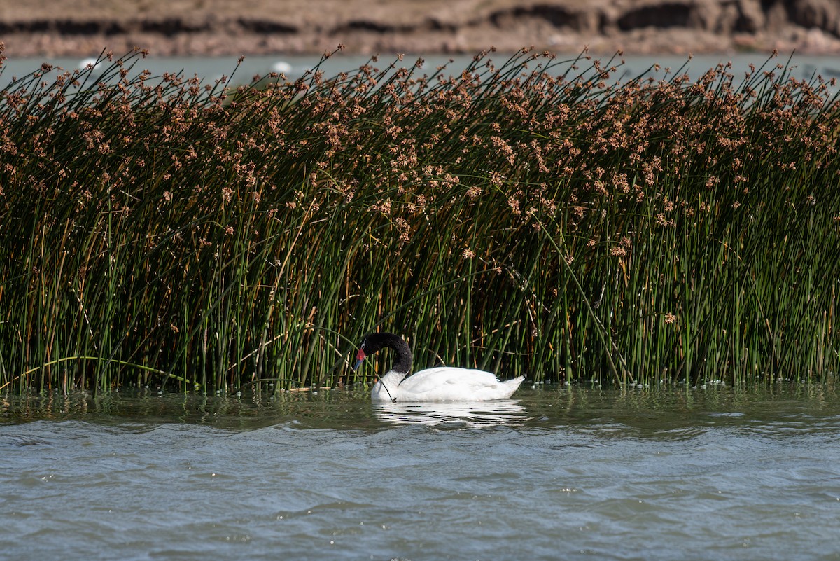 Black-necked Swan - Jorge Pintos