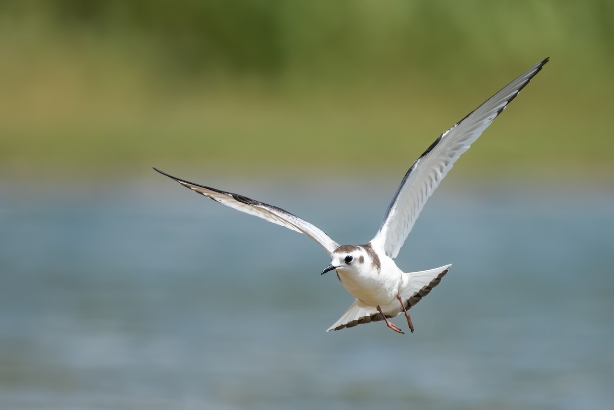 Little Gull - Kevin Pero