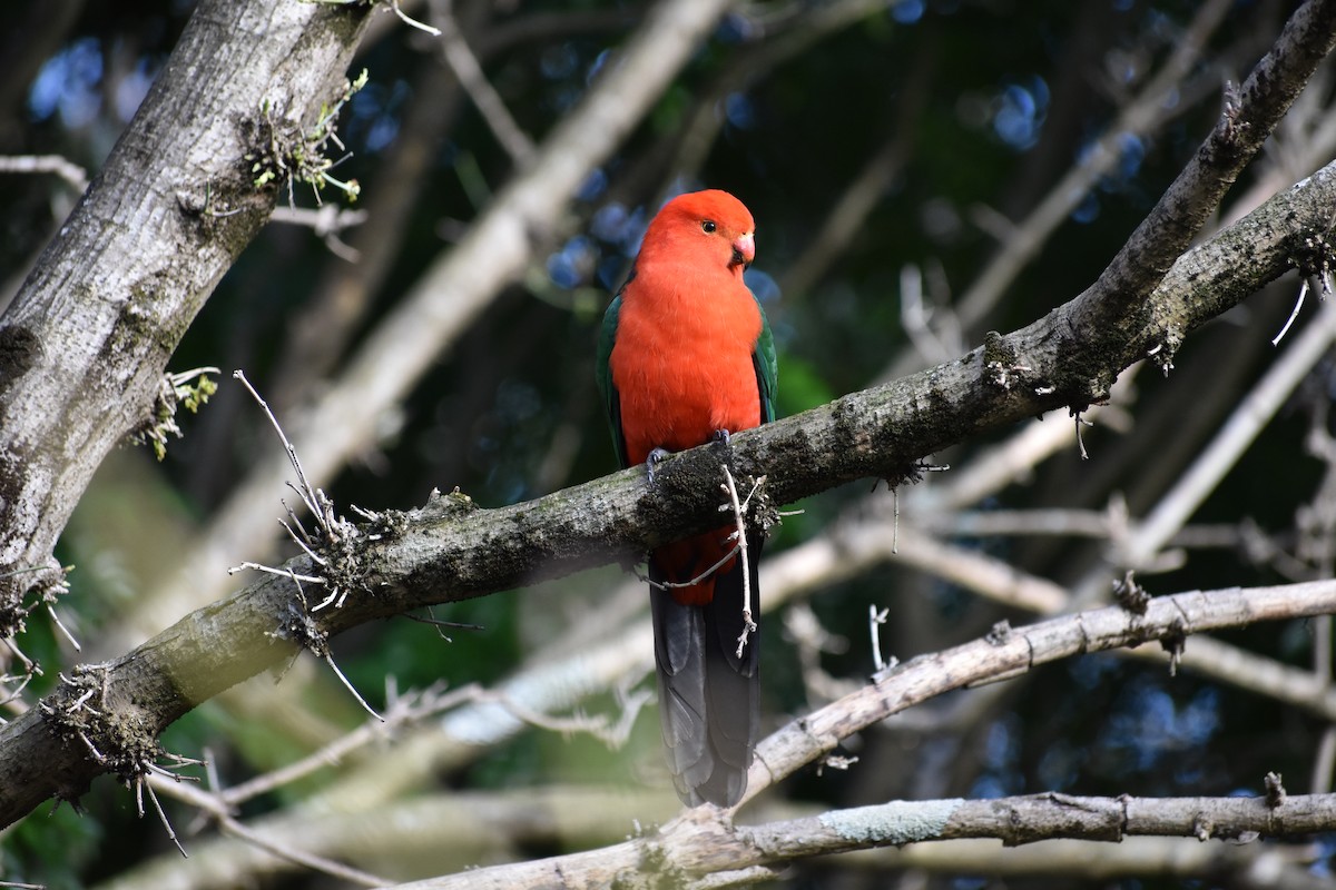 Australian King-Parrot - ML259078301