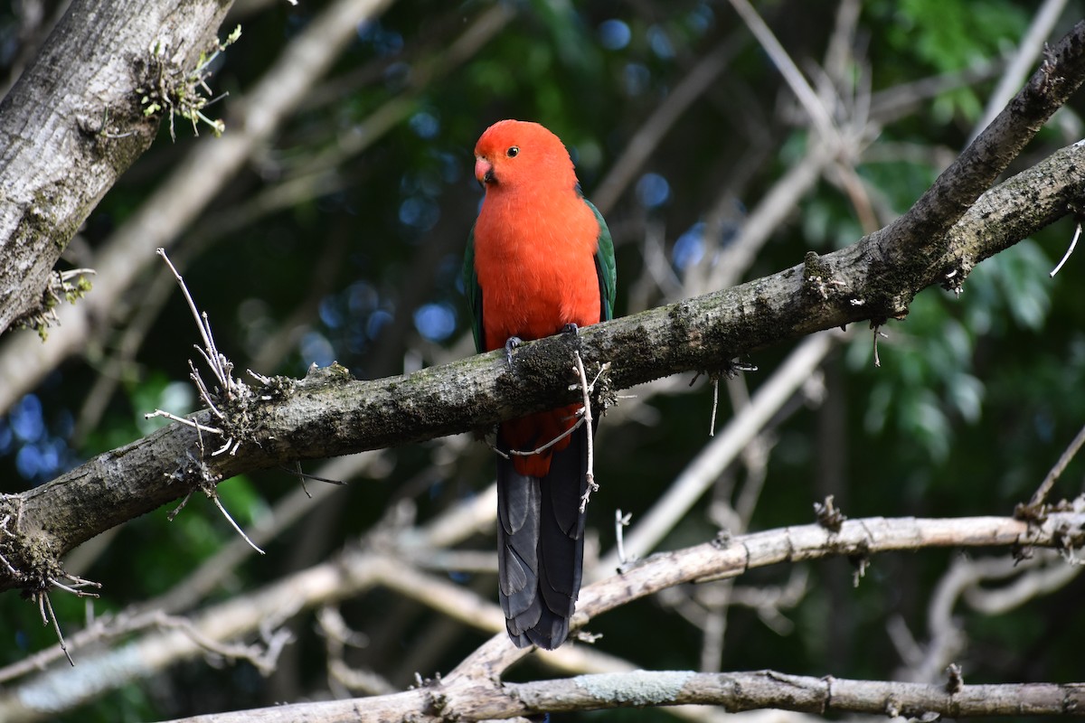 Australian King-Parrot - ML259078361