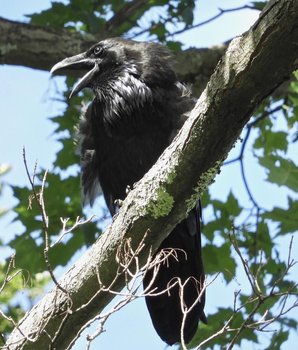 Common Raven - kim schonning