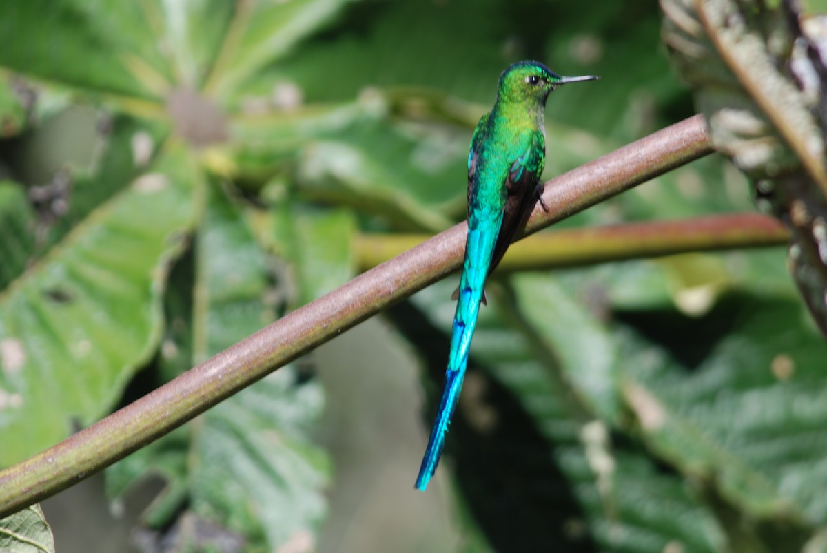 Long-tailed Sylph - ML259079611