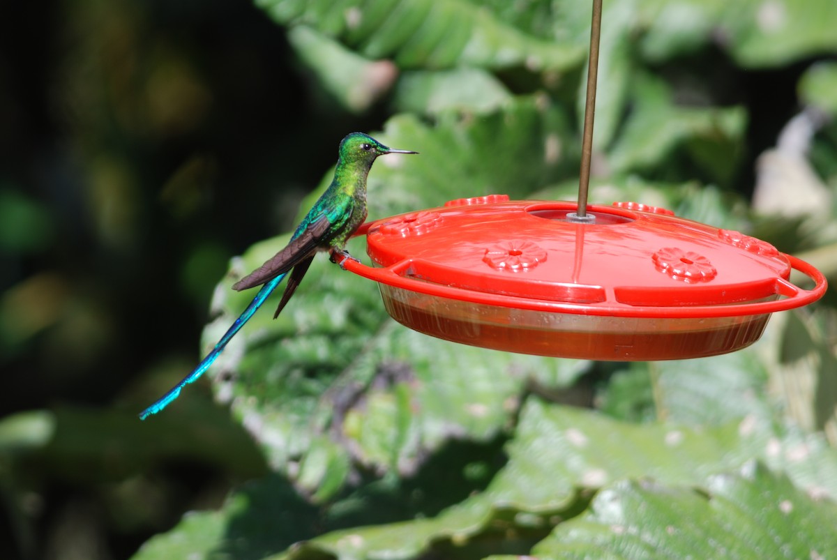 Long-tailed Sylph - ML259079721