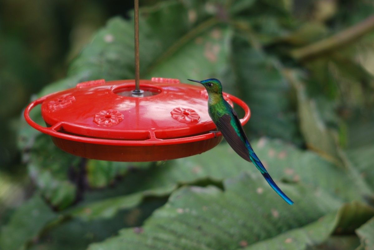 Long-tailed Sylph - ML259080041