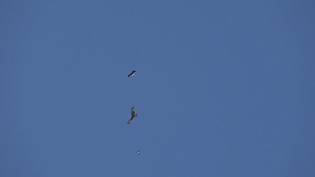 Square-tailed Kite - ML259080161