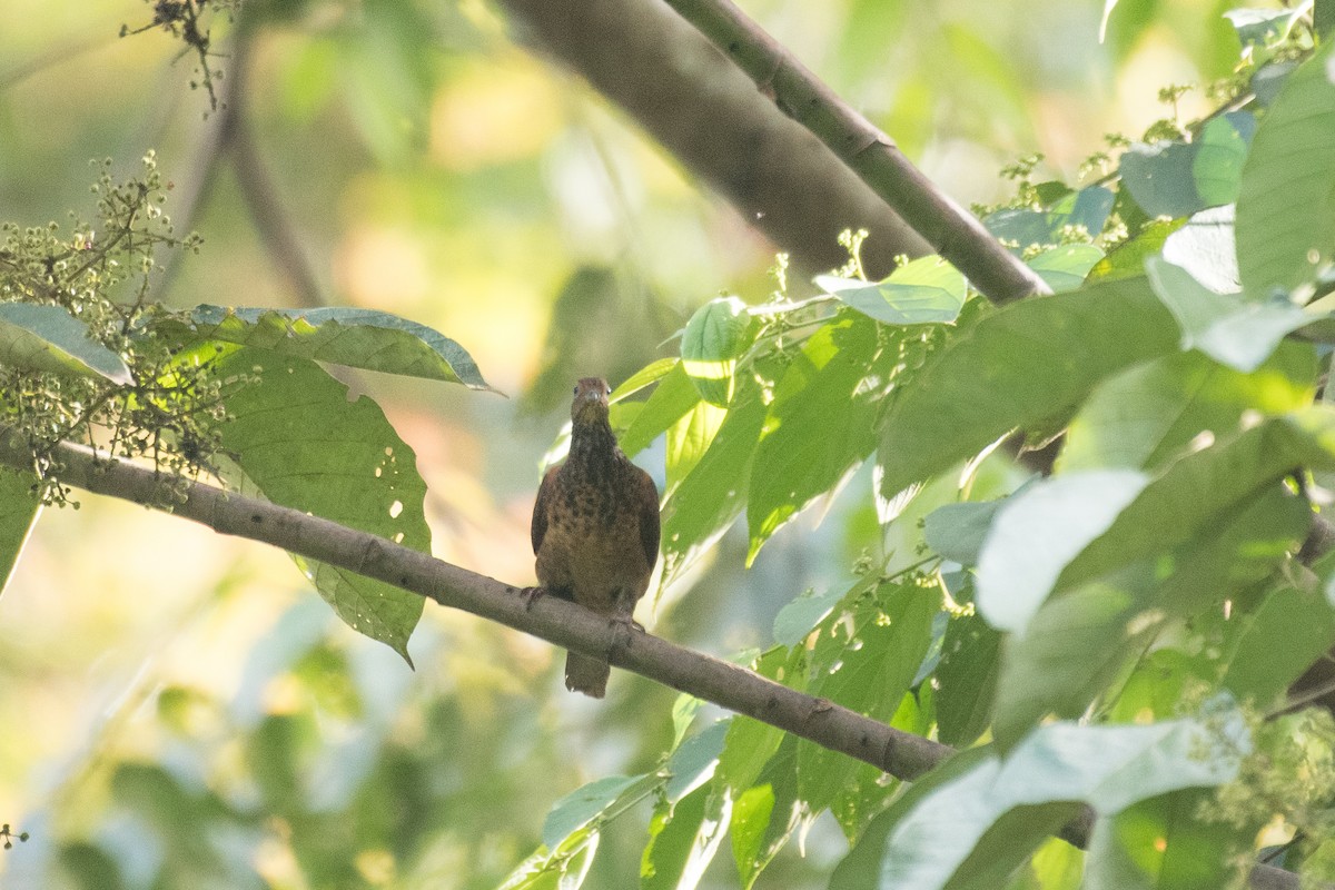 Little Cuckoo-Dove - Tanakorn Chantasuban