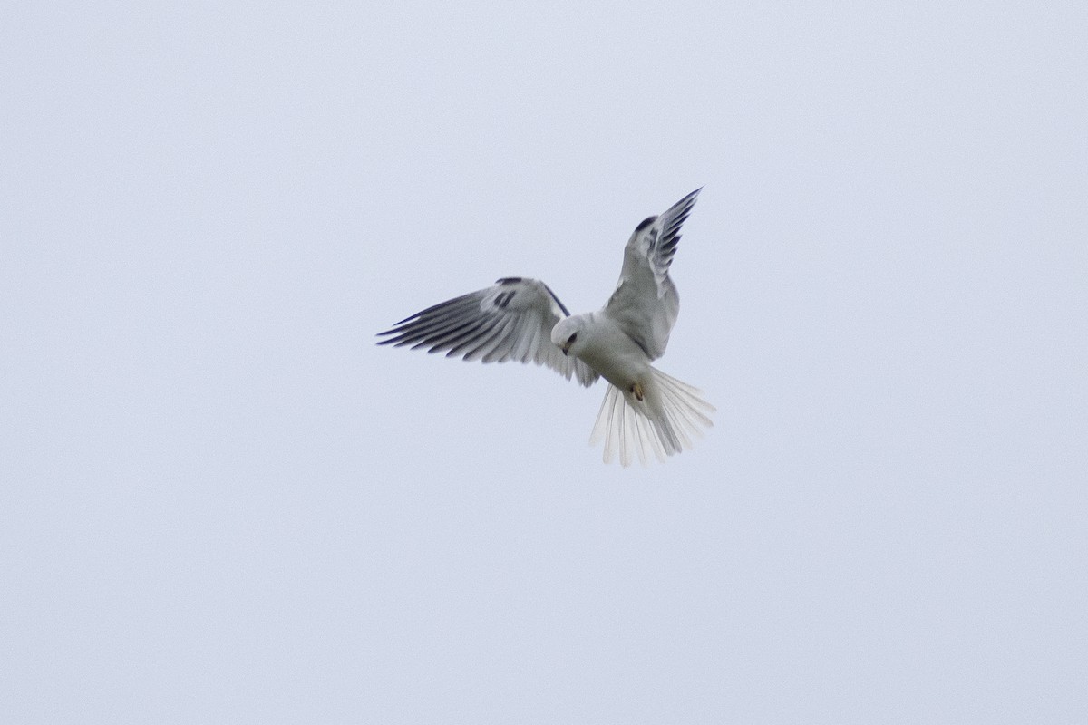 White-tailed Kite - ML259087521
