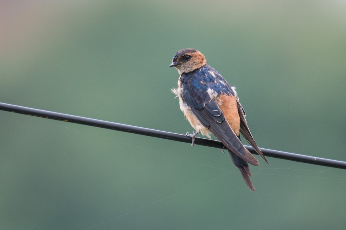 Red-rumped Swallow (Red-rumped) - ML259088051