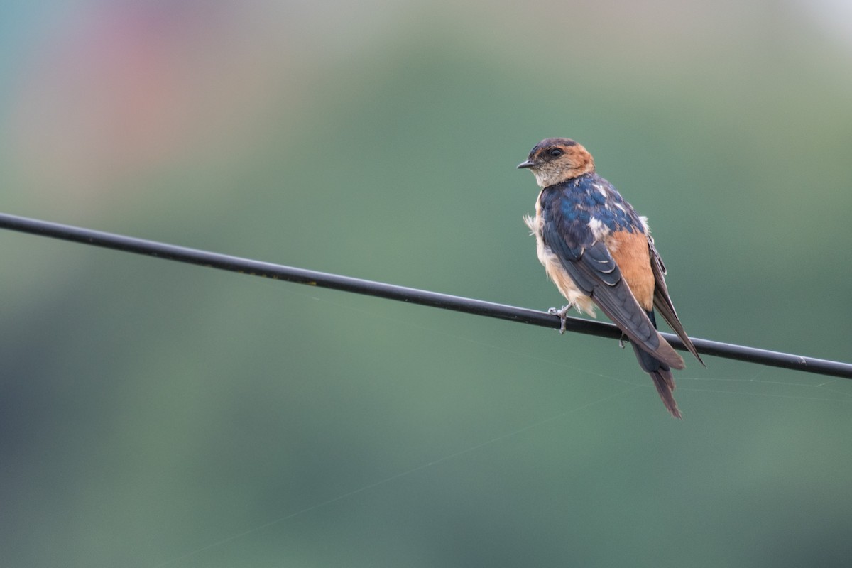 Red-rumped Swallow (Red-rumped) - ML259088071