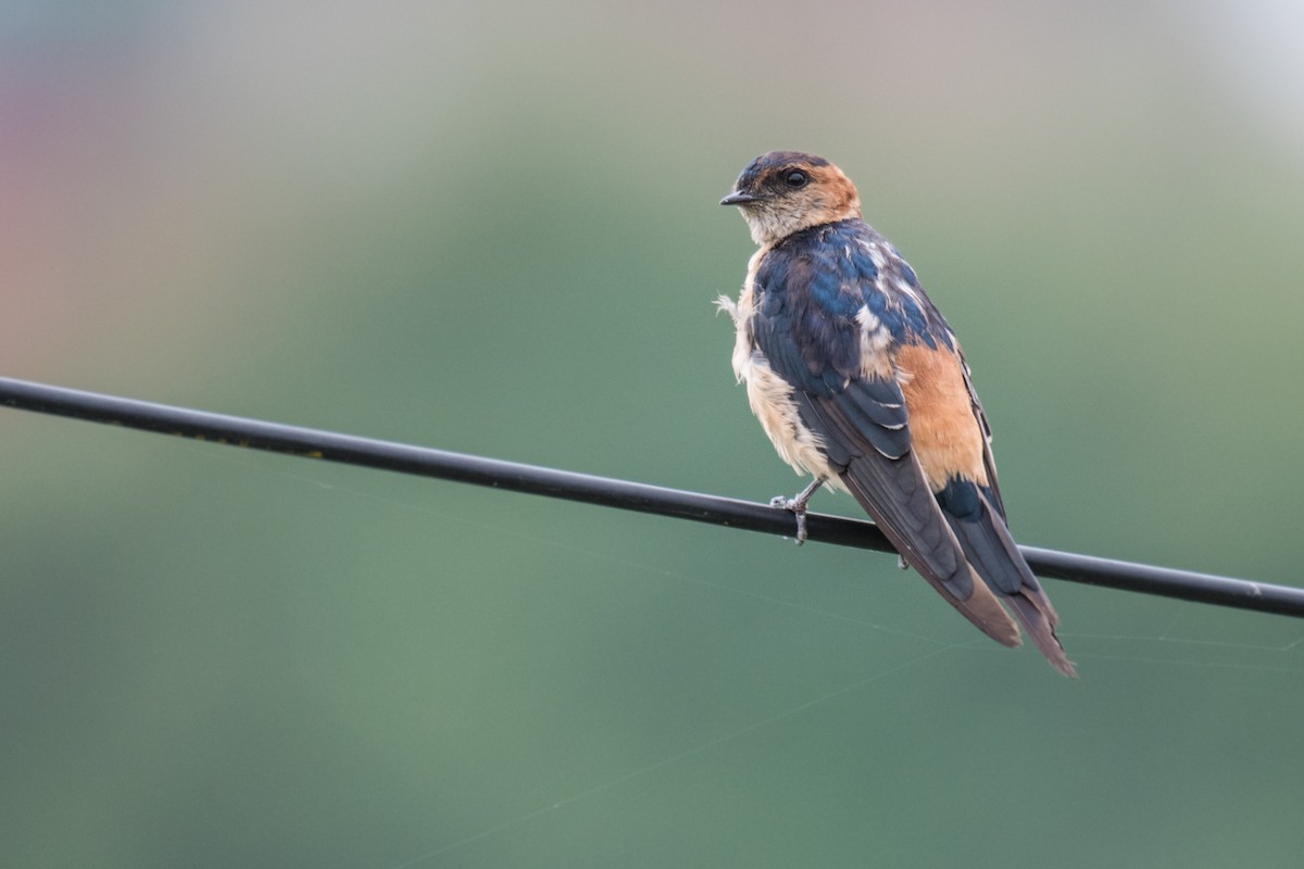 Red-rumped Swallow (Red-rumped) - ML259088111