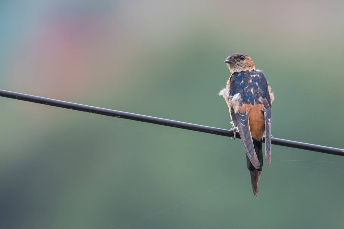 Red-rumped Swallow (Red-rumped) - ML259088201